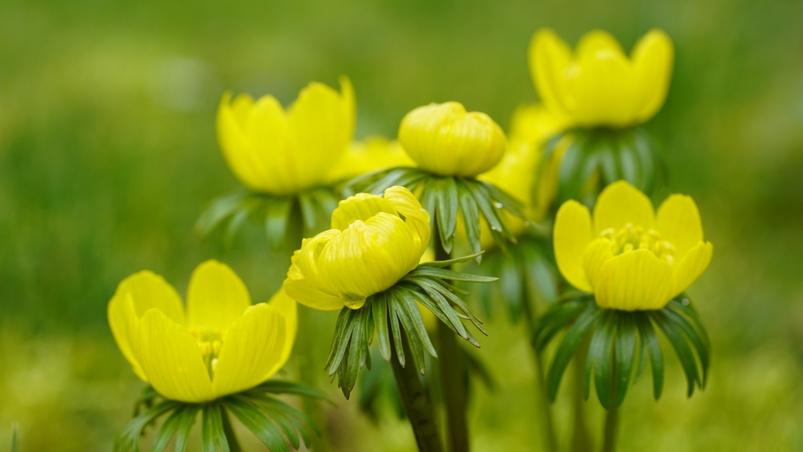 Желтые цветы рябчика крупным планом