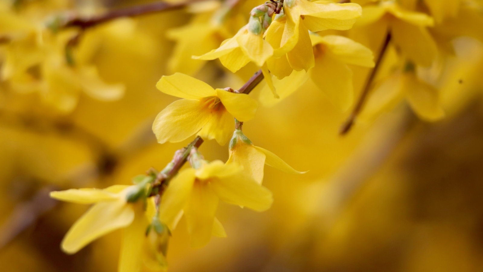 Желтые цветы сирени на ветке дерева