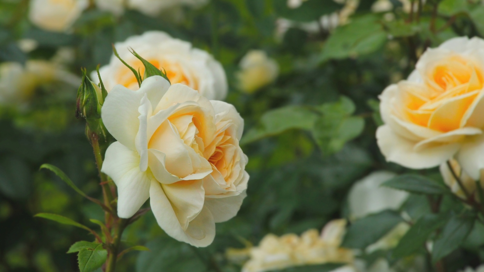 Желтые парковые розы с бутонами