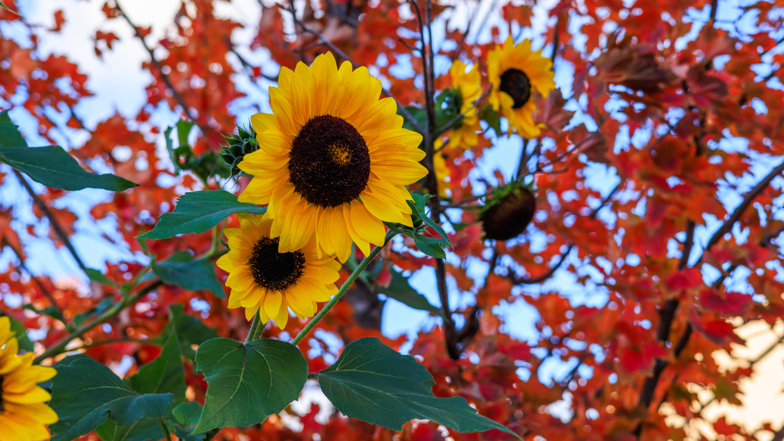 Желтые подсолнухи на фоне дерева с желтыми листьями