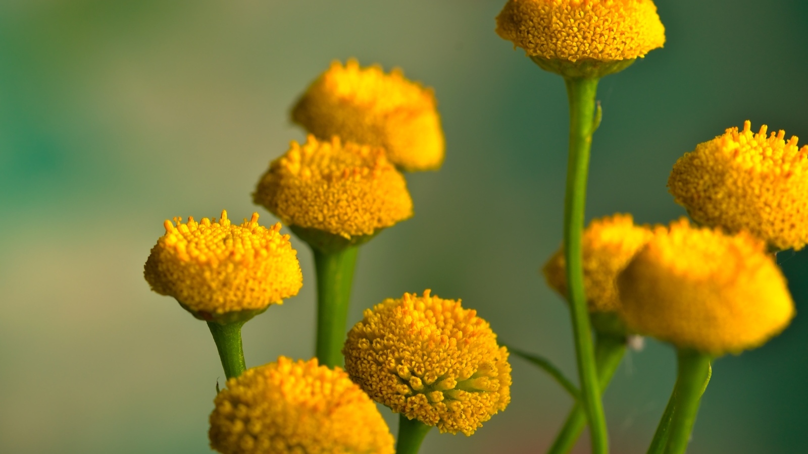 Желтые цветы пижмы на зеленом фоне крупным планом