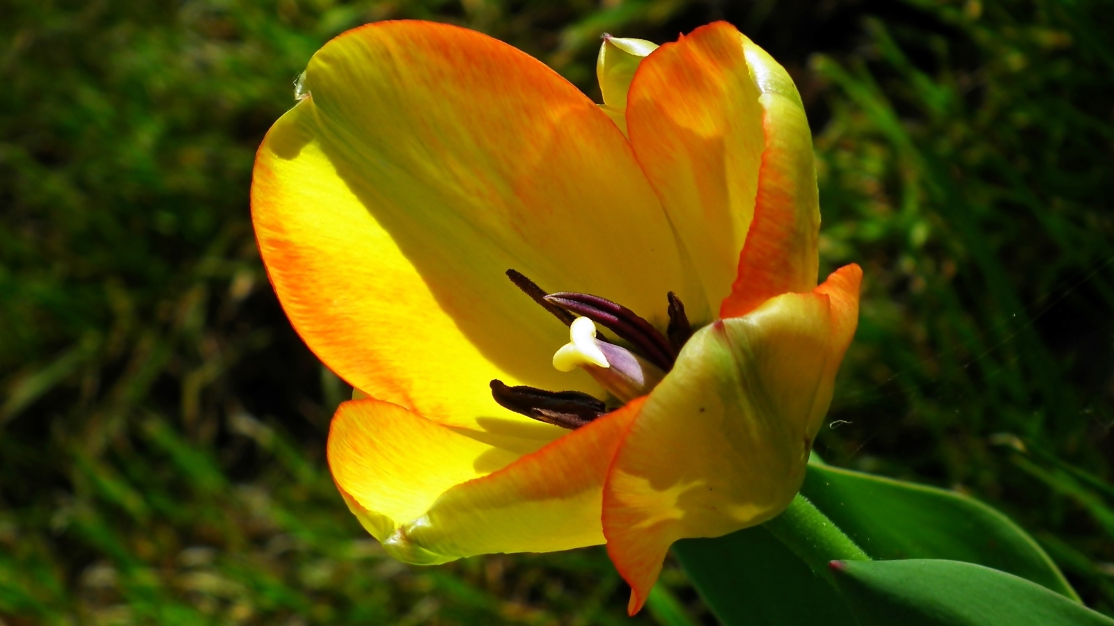 Желтый тюльпан в лучах солнца на клумбе