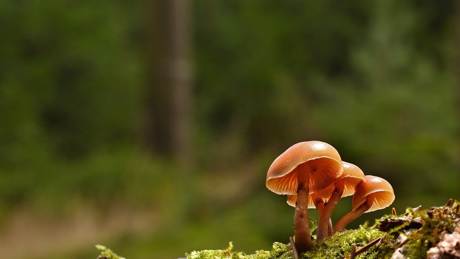 Пластинчатые грибы на покрытой мхом земле