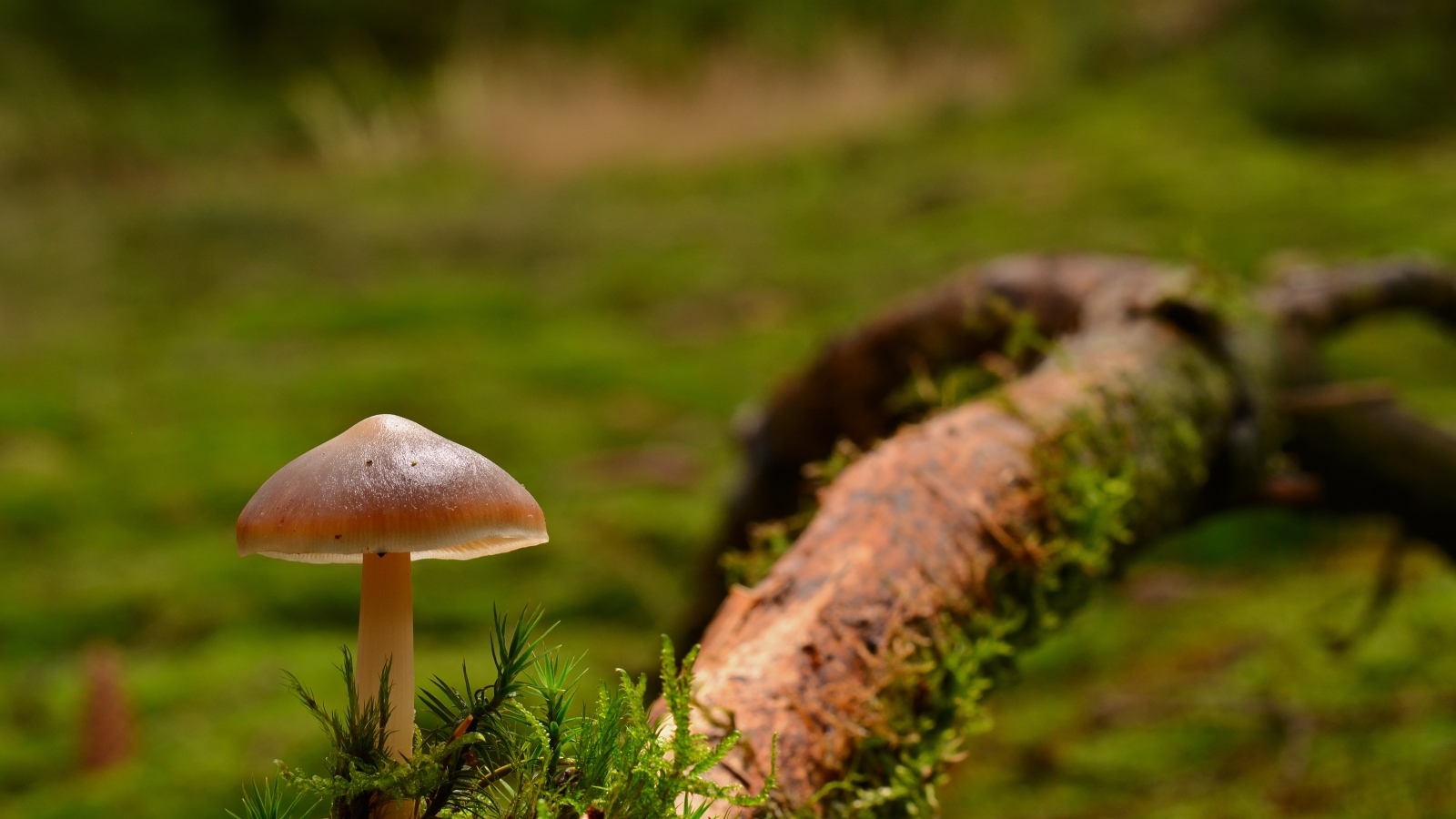 Гриб с зеленым мхом на ветке дерева