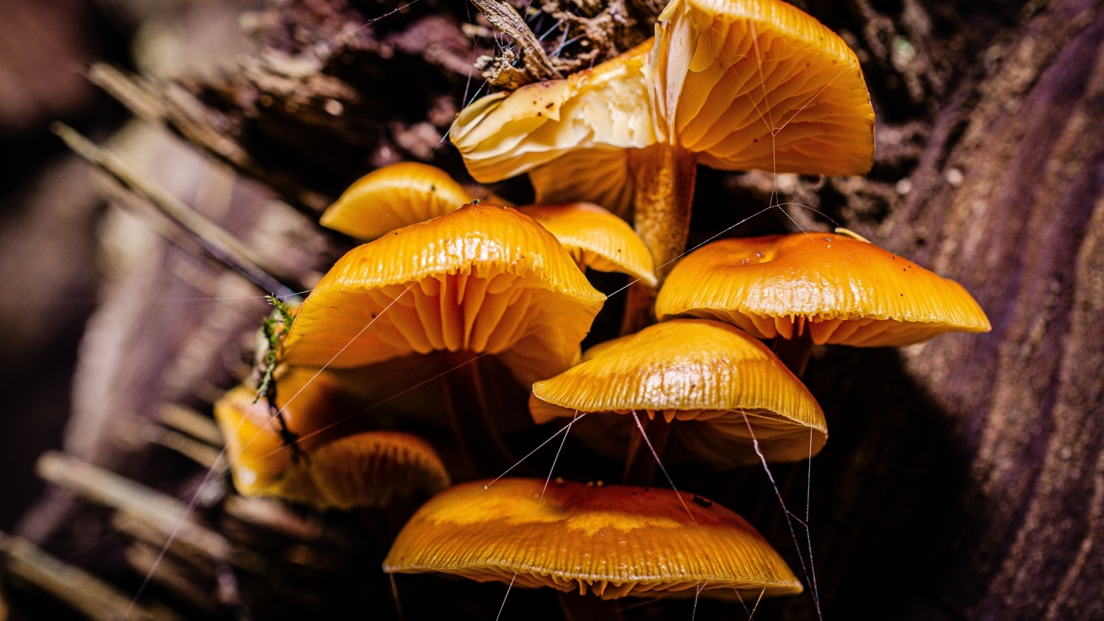 Грибы на старом сухом дереве