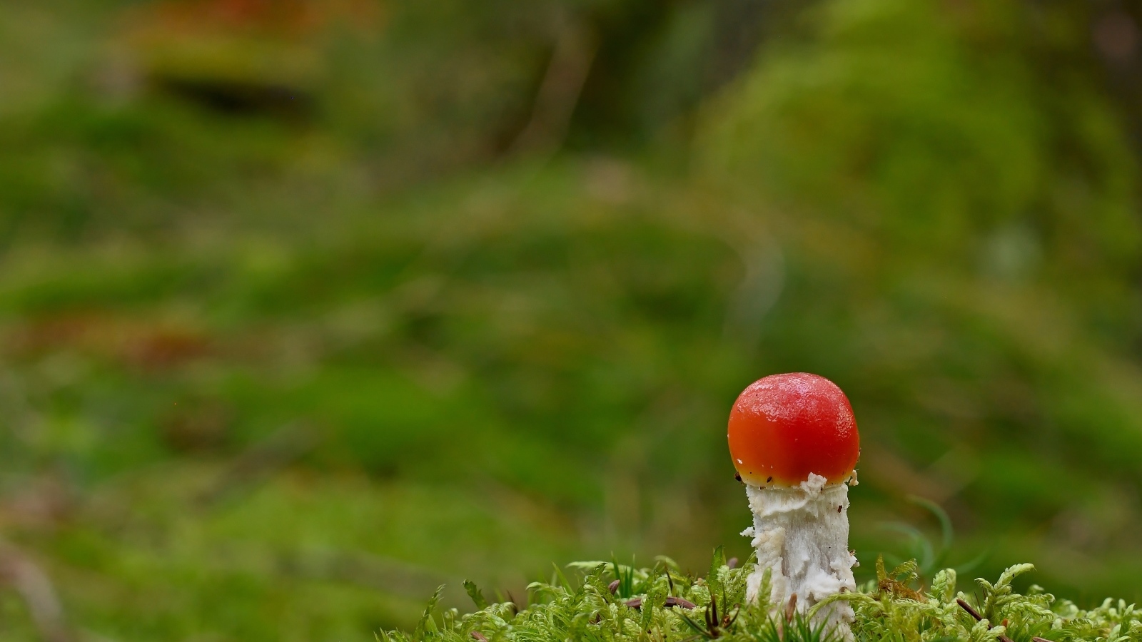 Маленький растущий гриб мухомор в лесу