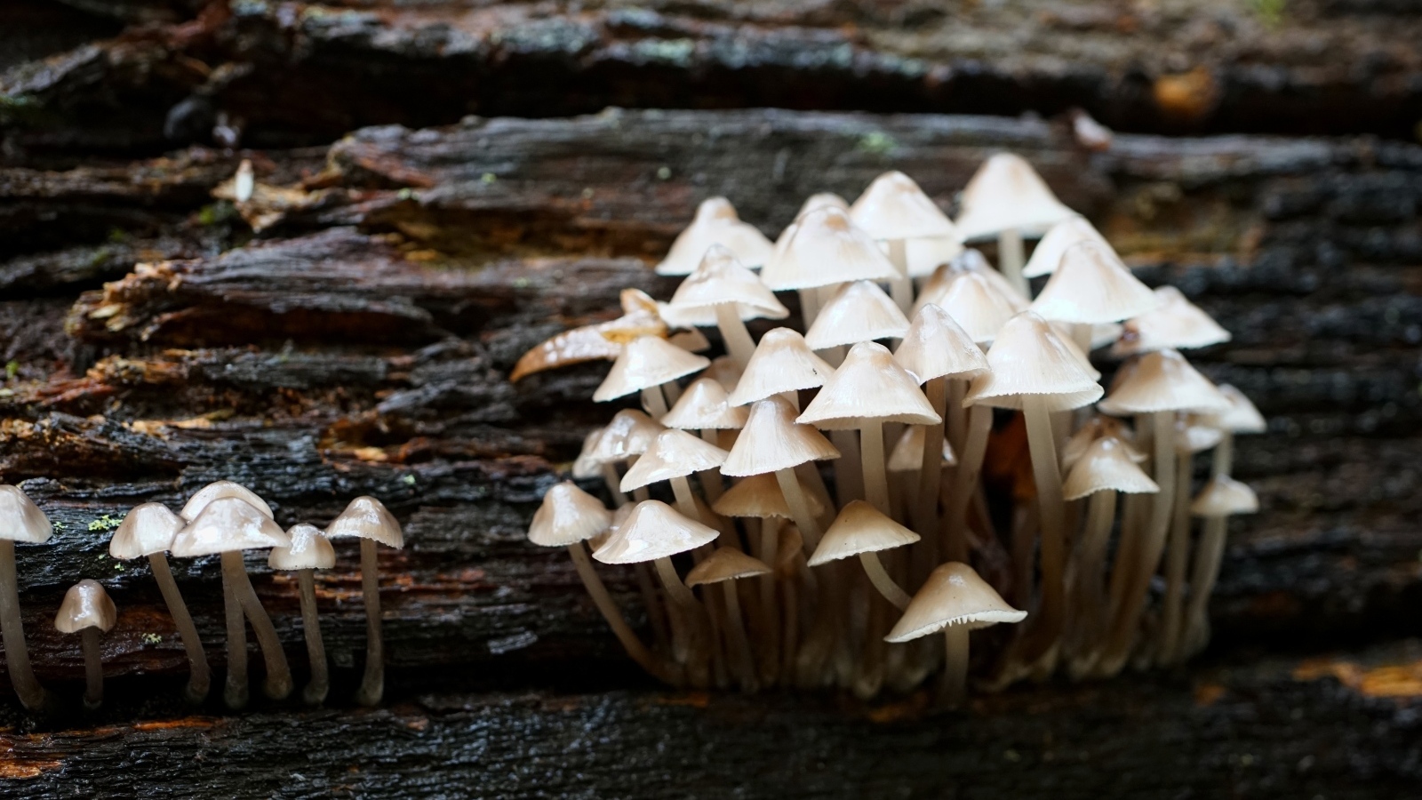 Маленькие дикие ядовитые грибы на дереве