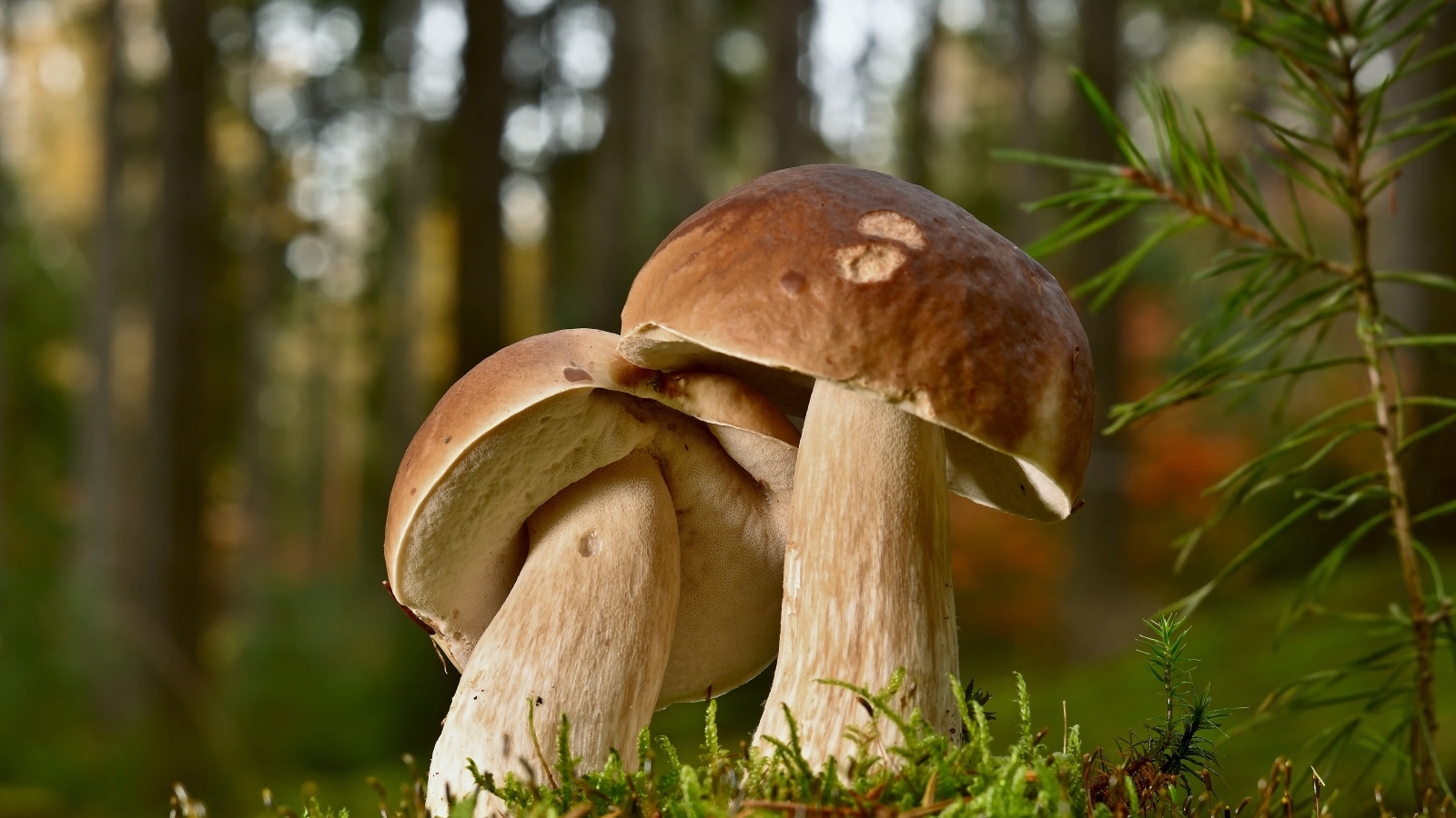 Два больших подберезовика в лесу