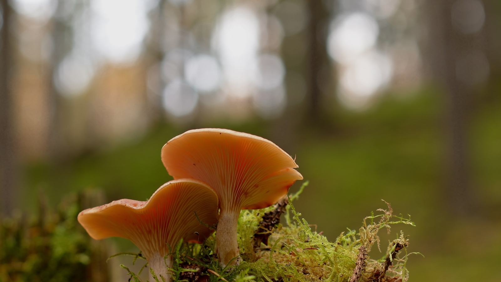 Два гриба рядом на покрытой мхом земле в лесу