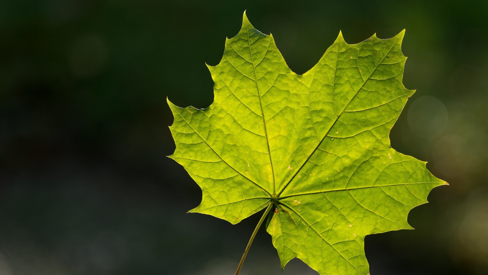 Красивый зеленый лист клена