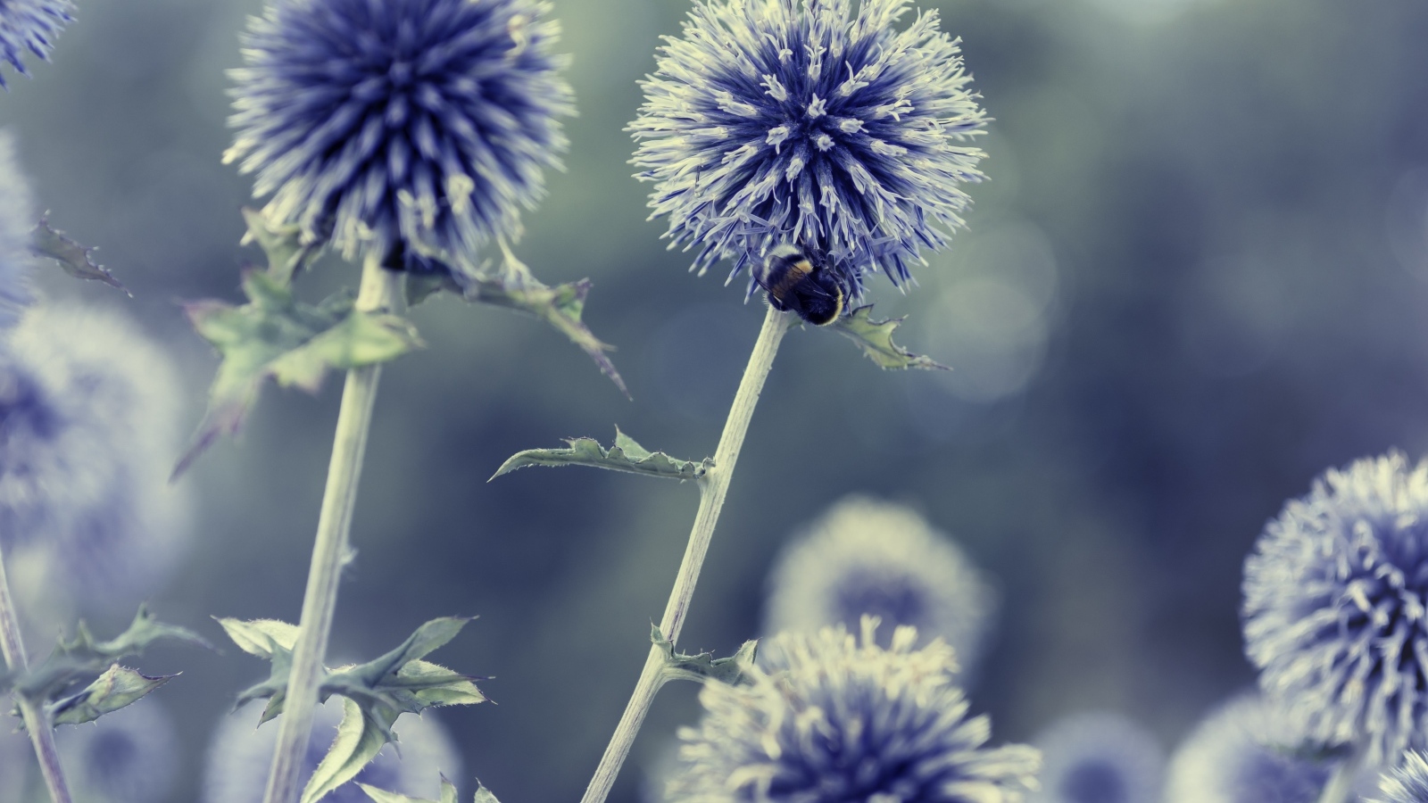 Колючие шарики чертополоха крупным планом