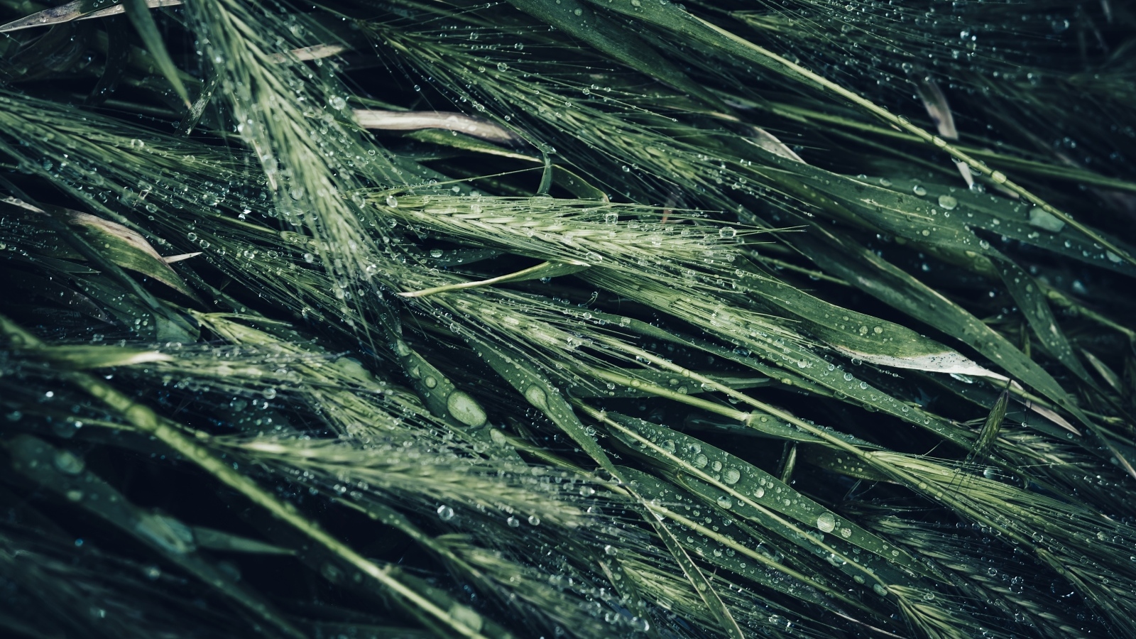 Зеленые колосья травы в каплях дождя