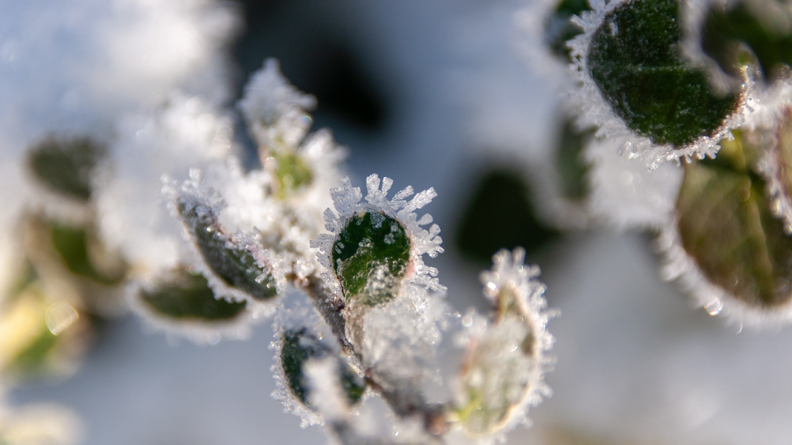 Зеленые листья покрытые холодным инеем