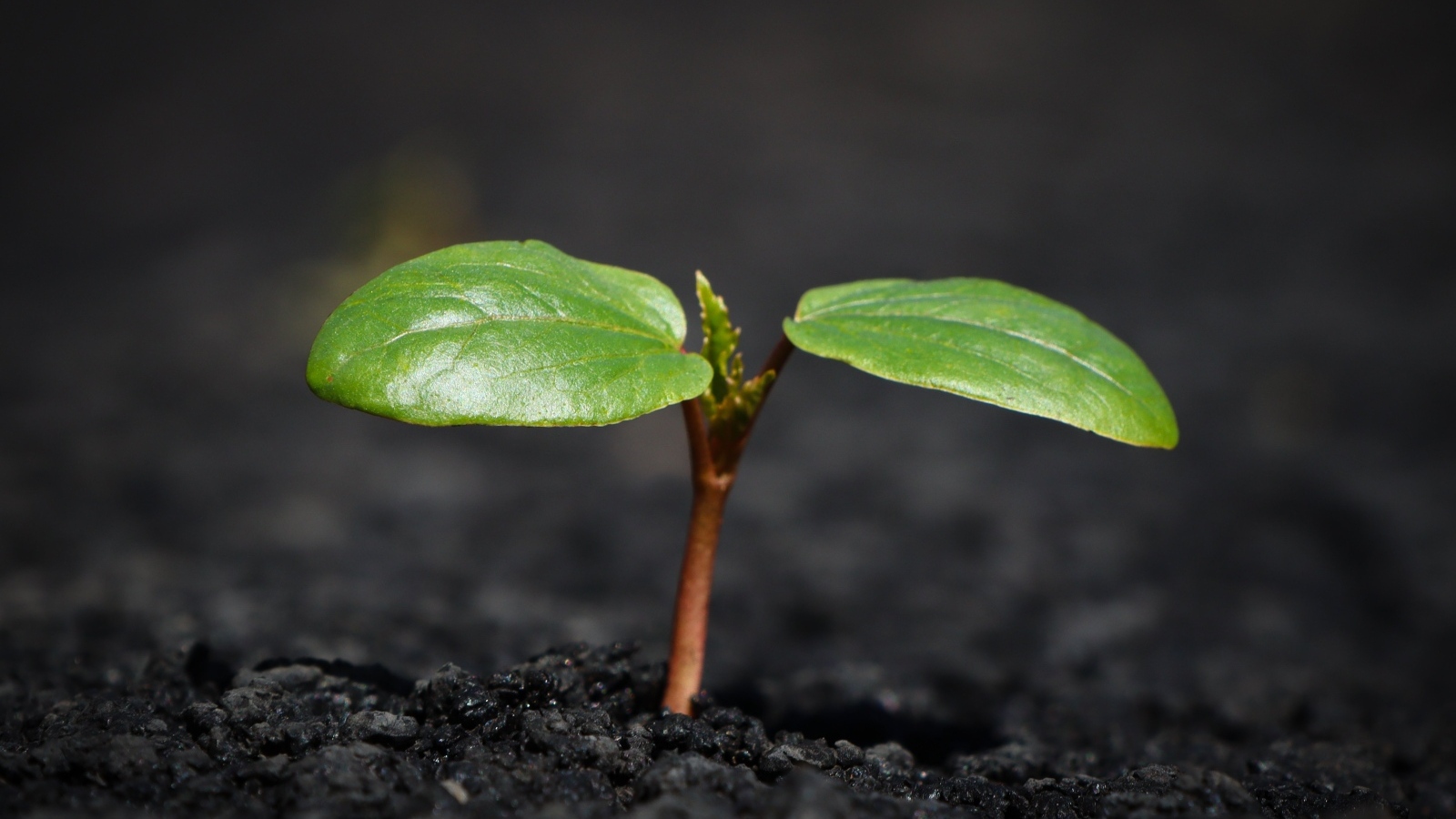 Зеленое маленькое растение на земле