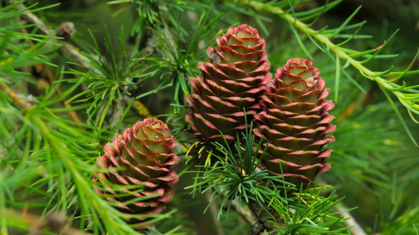 Большие шишки на ветках хвойного дерева