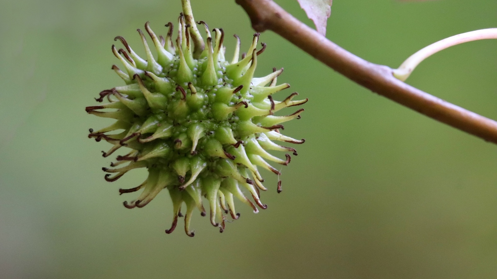 Колючий плод на ветке дерева