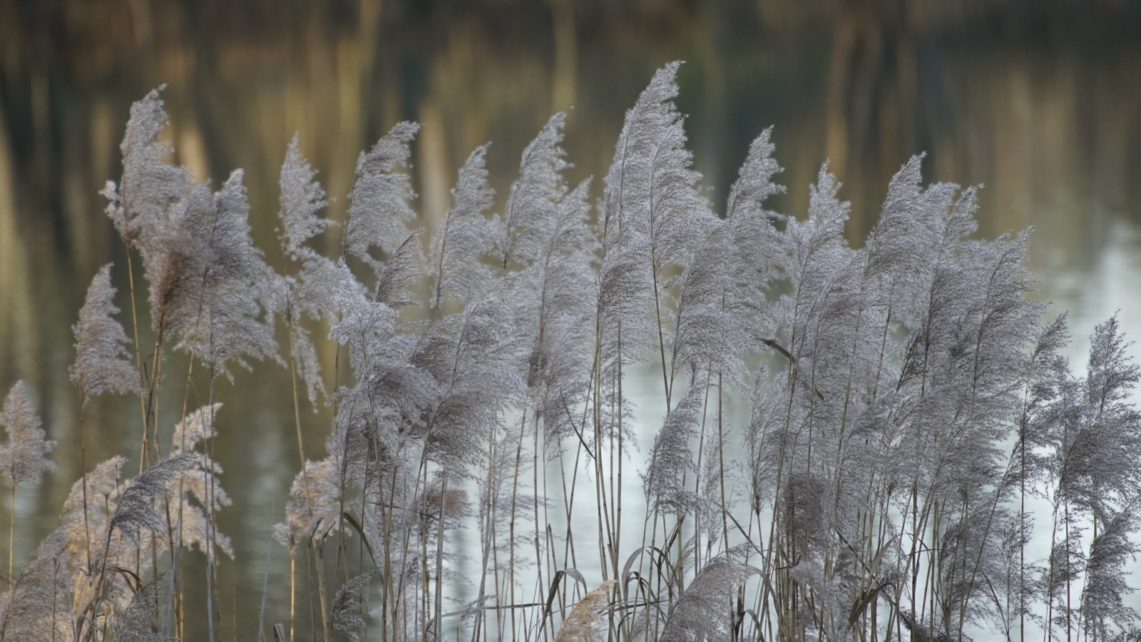 Колосья тростника у воды