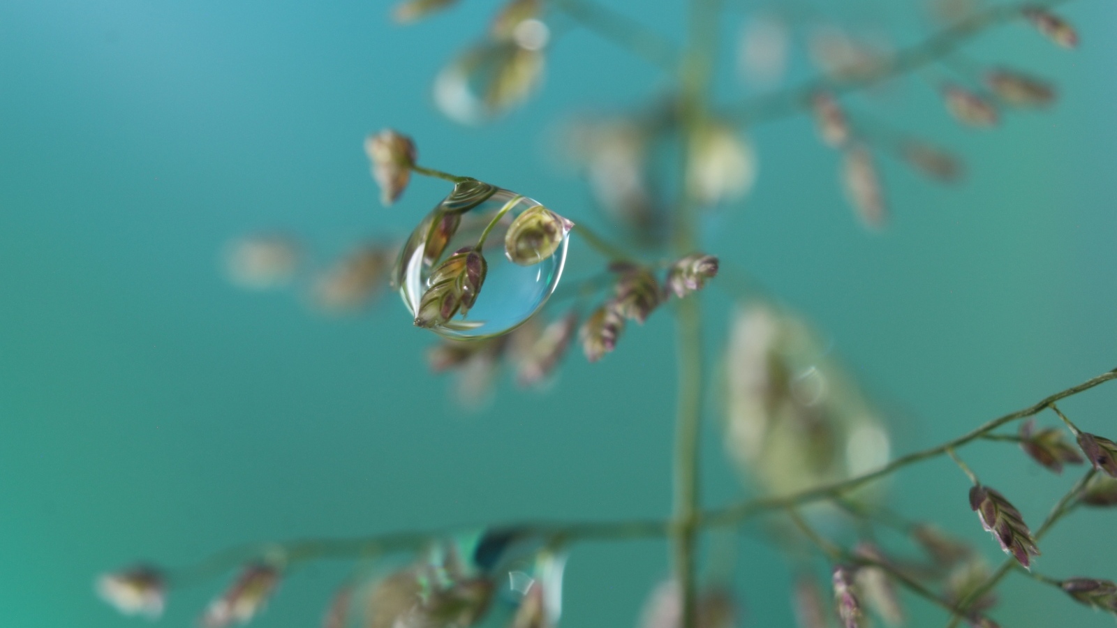 Прозрачная капля на колоске 