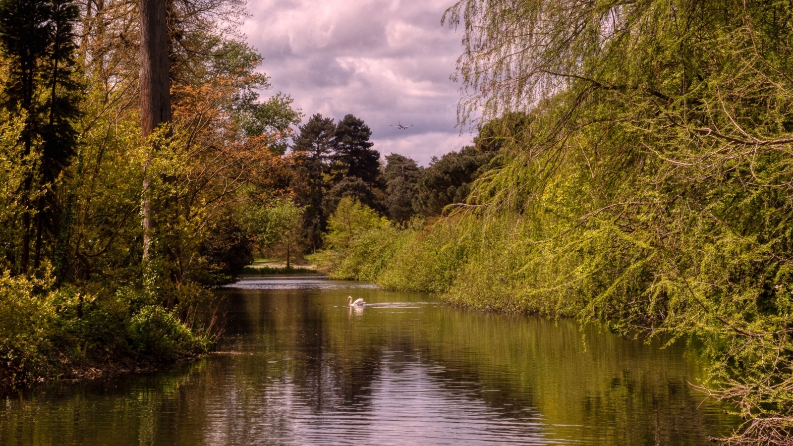 Красивый вид на тихую реку с лебедем
