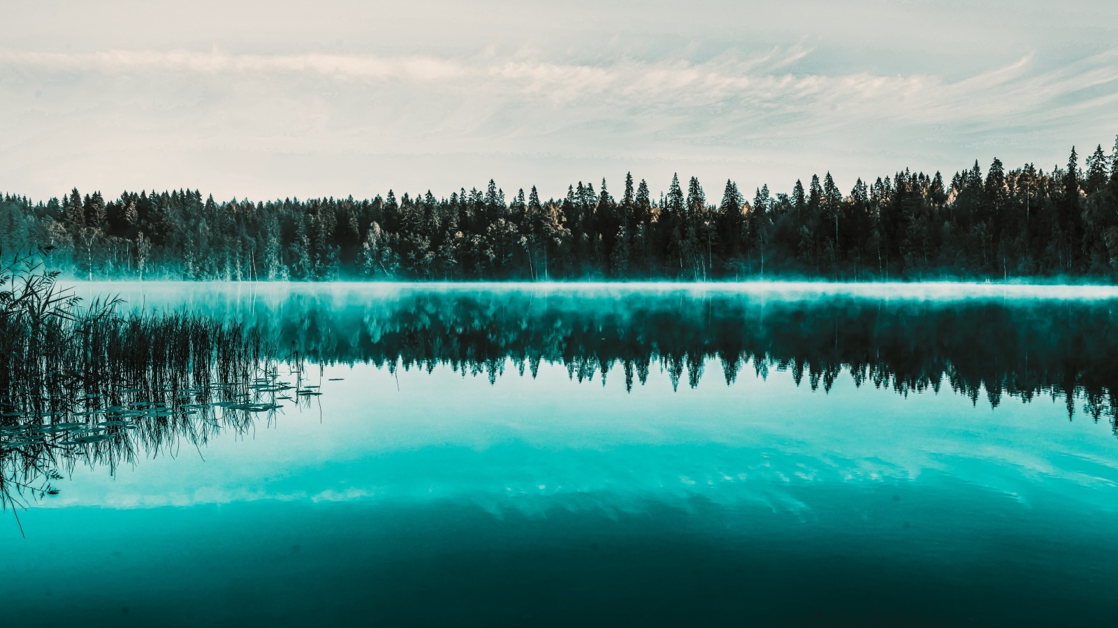 Туман над холодным озером у хвойного леса