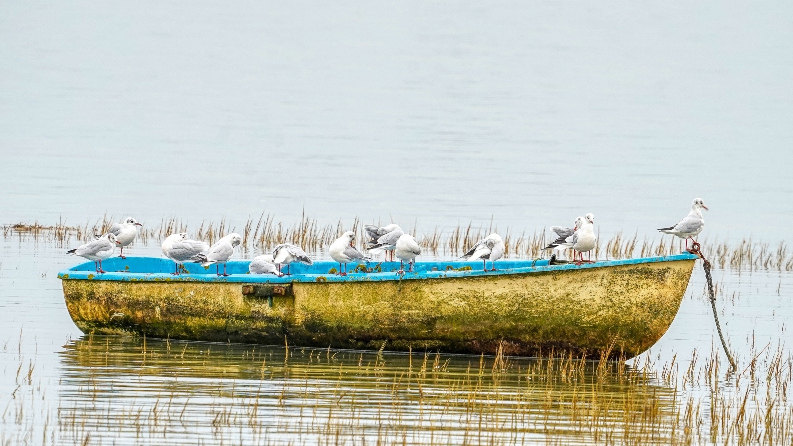 Чайки сидят на старой лодке на берегу реки