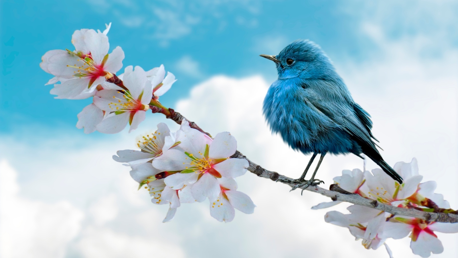 Голубая птица сидит на цветущей ветке весной
