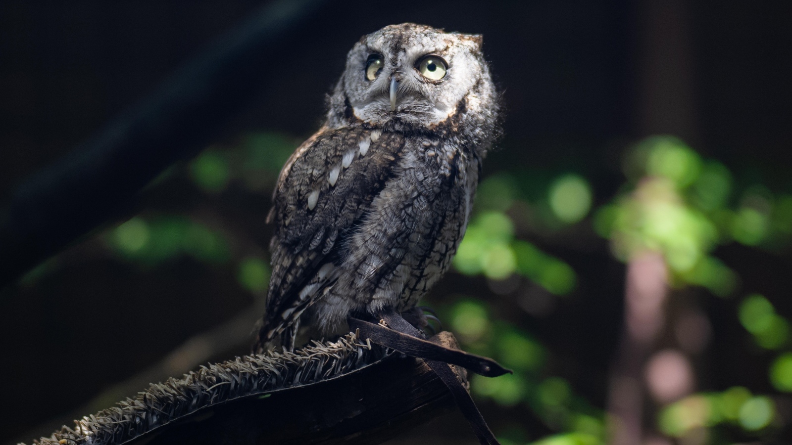 Серая сова сидит на ветке дерева в лесу