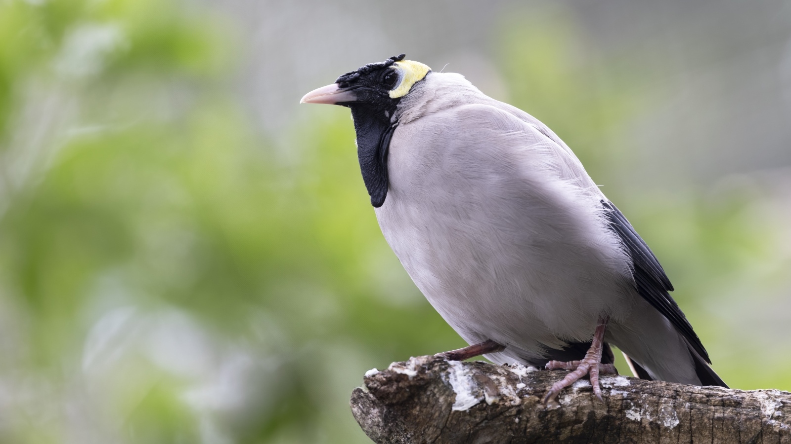 Большая серая птица сидит на ветке
