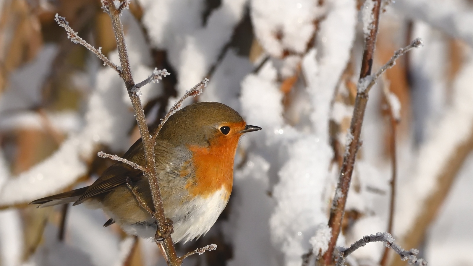 Маленькая птичка на покрытой инеем ветке