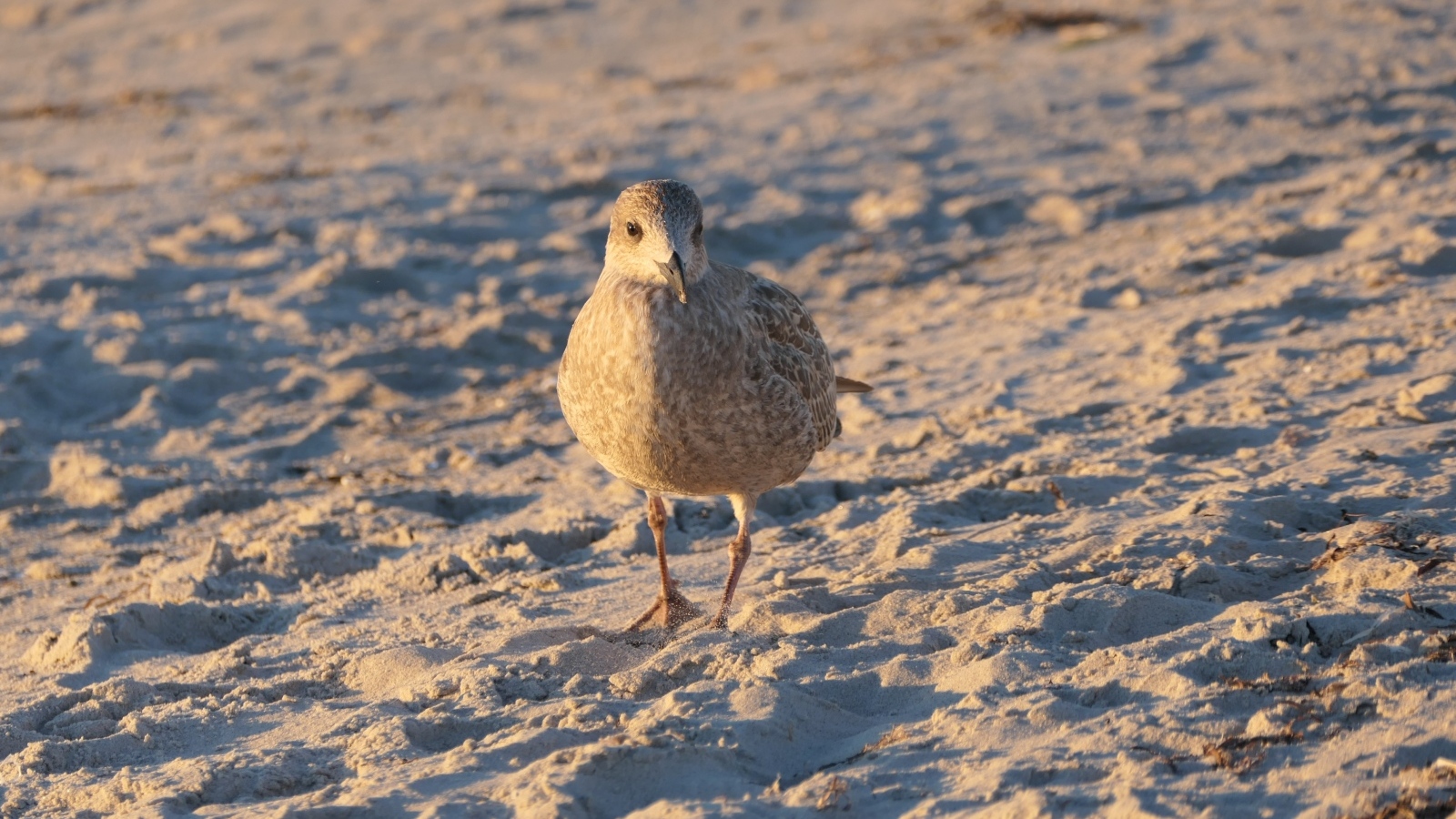 Маленькая серая птичка на песке