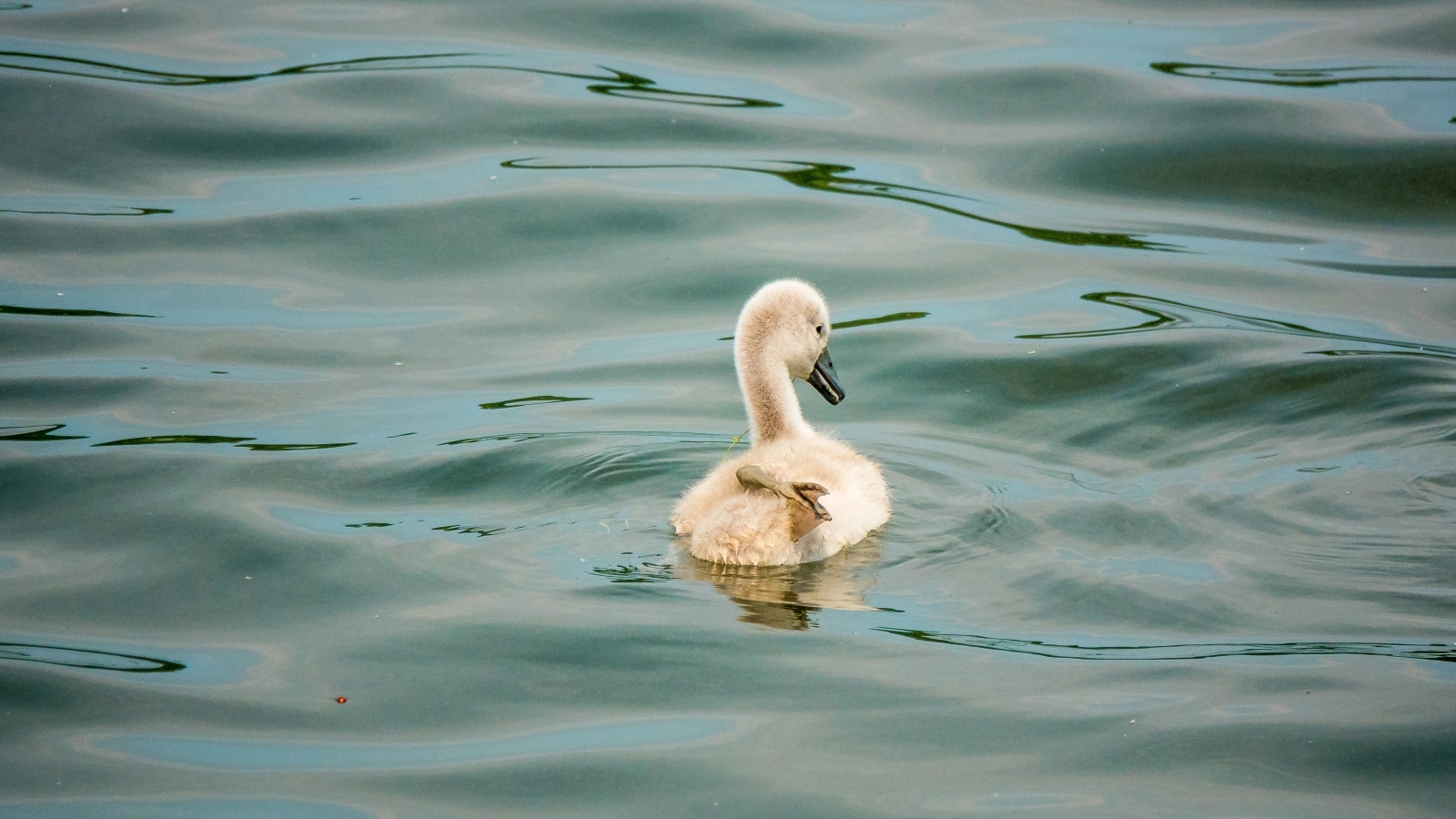Маленький птенец лебедя в воде
