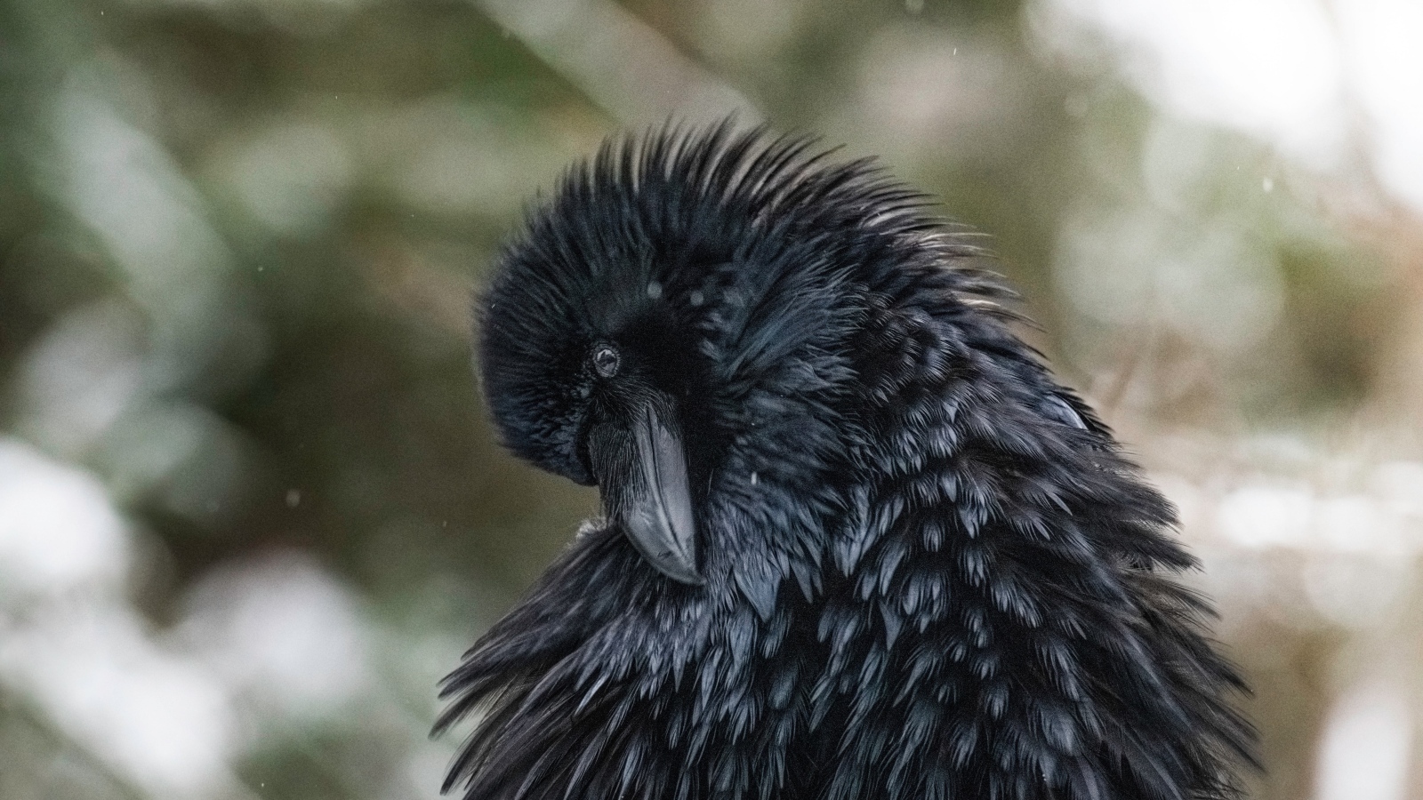 Большой черный ворон взъерошил перья