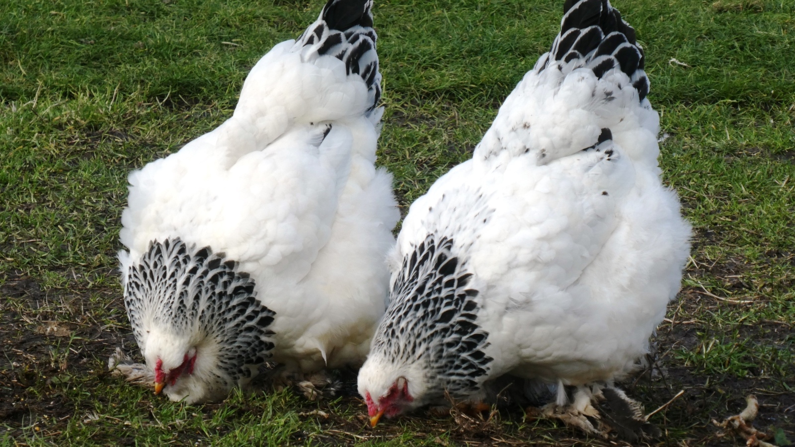 Две домашние курицы на зеленой траве