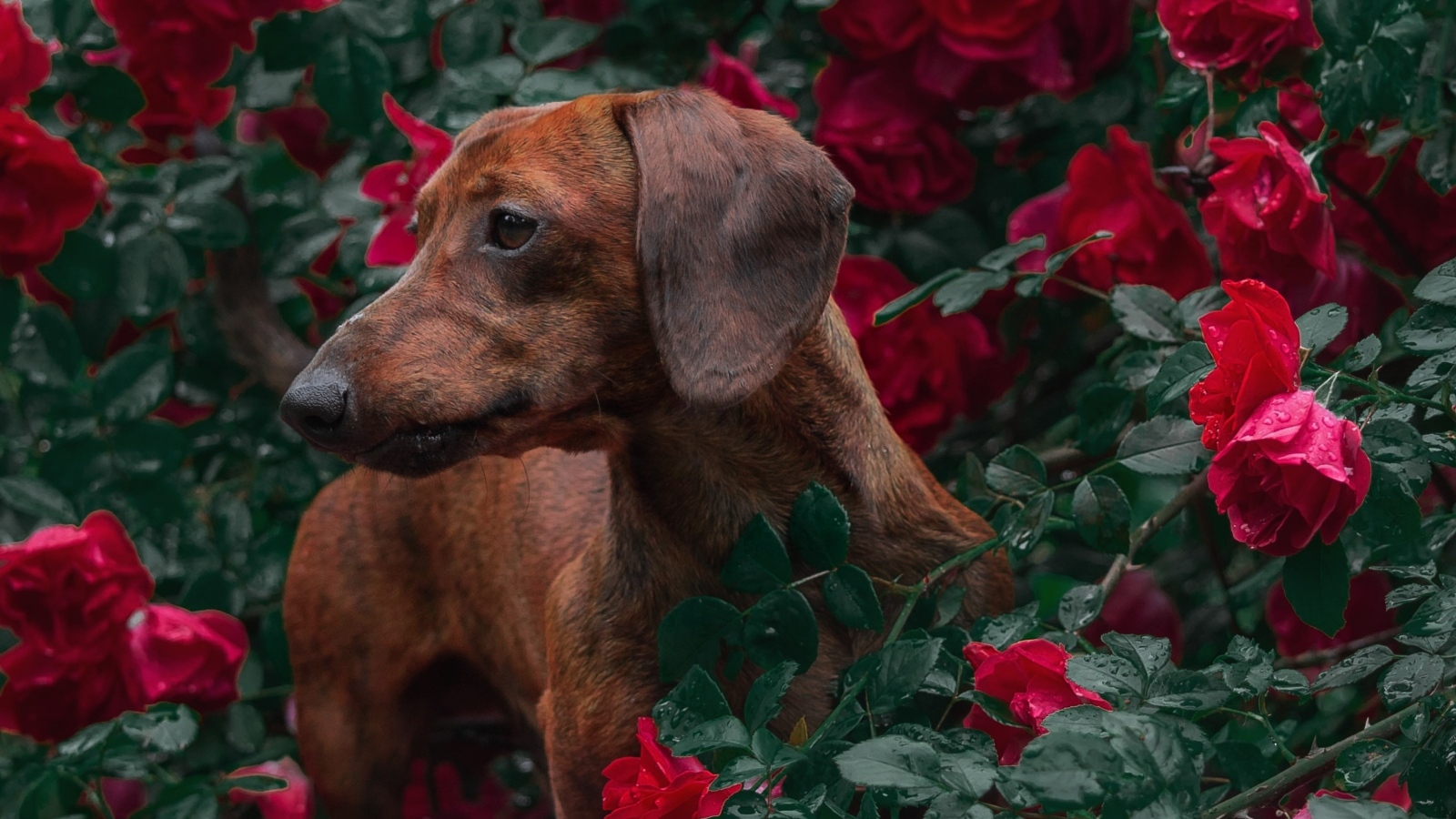 Коричневая такса в зарослях красной розы