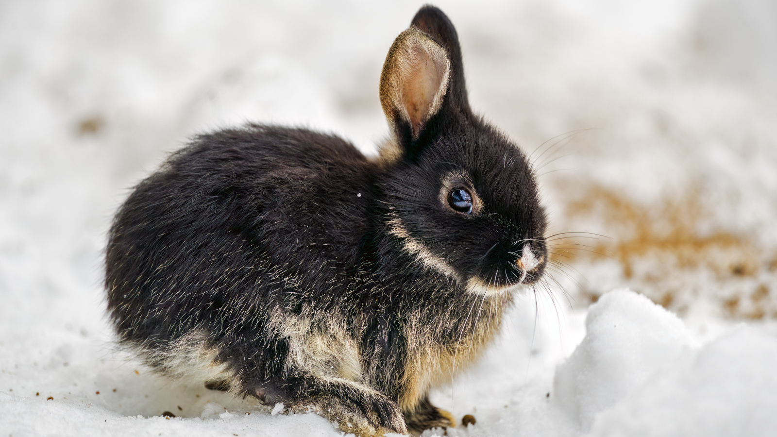 Маленький черный кролик сидит на снегу