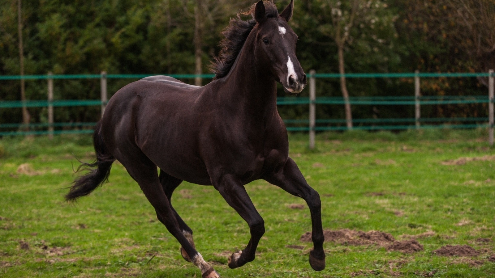 Красивый конь скачет по зеленой траве на ферме