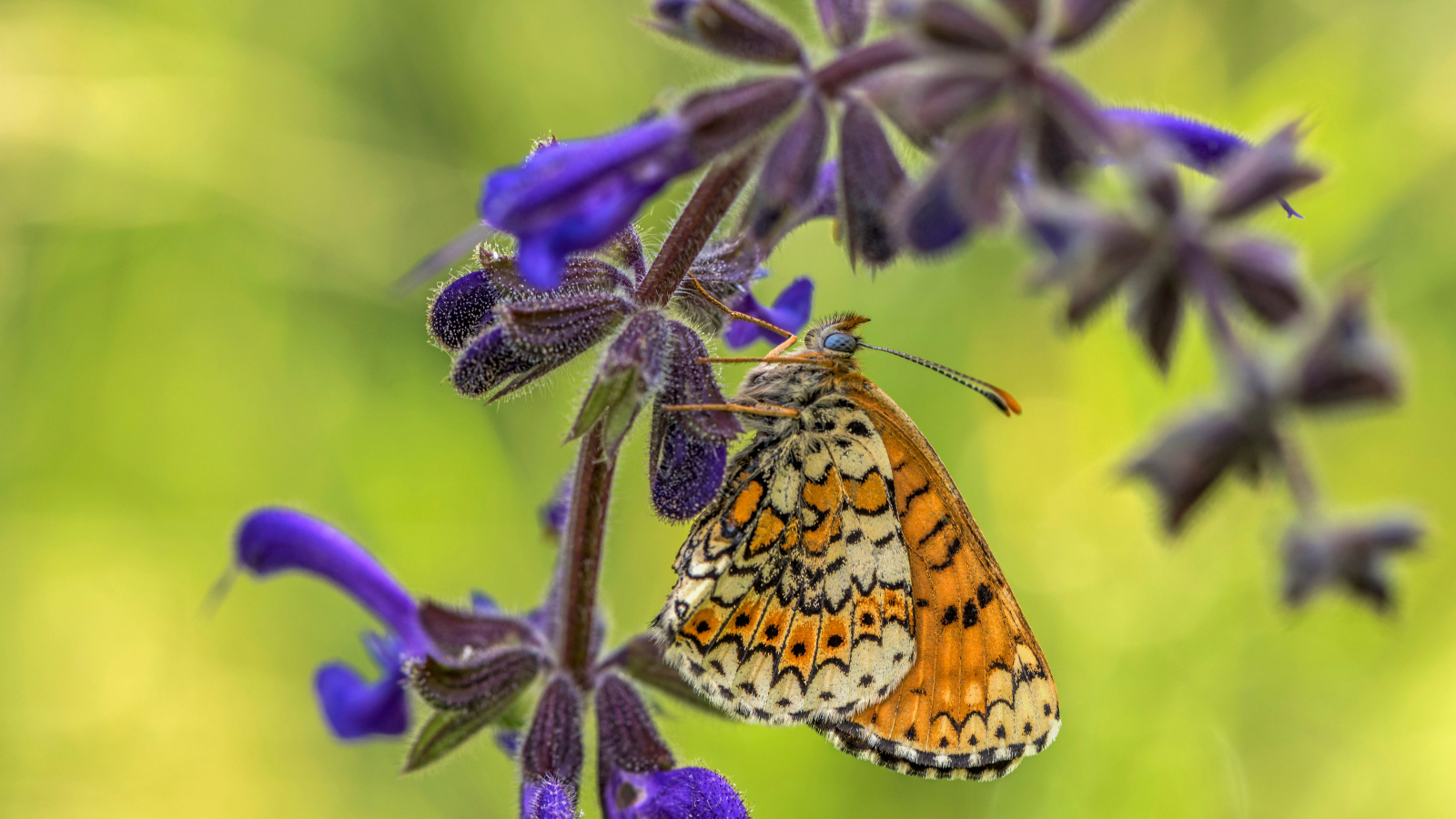 Бабочка висит на ветке  с синими цветами