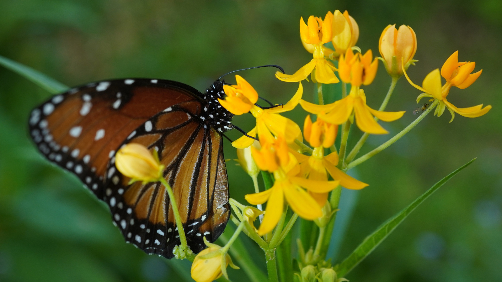 Коричневая большая бабочка сидит на желтом цветке