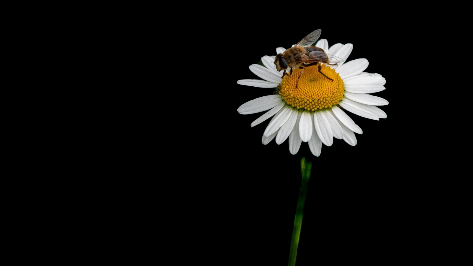 Маленькая пчела сидит на ромашке на черном фоне