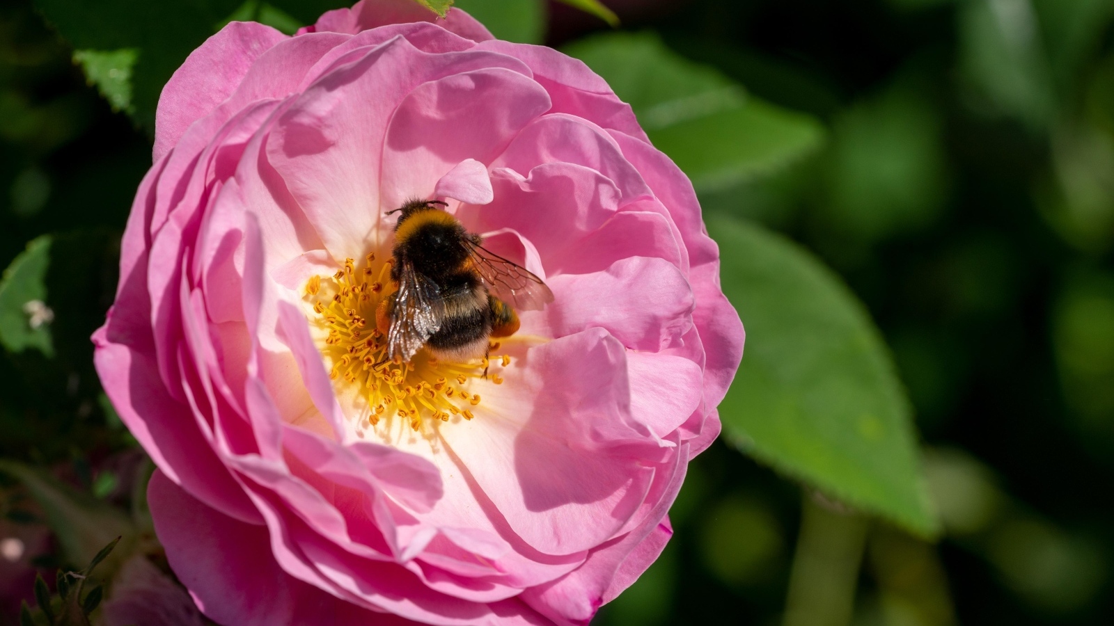 Маленький шмель сидит на розовом цветке розы