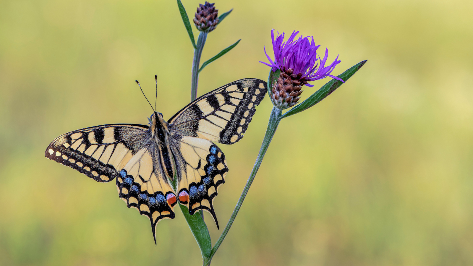 Бабочка махаон сидит на сиреневом цветке