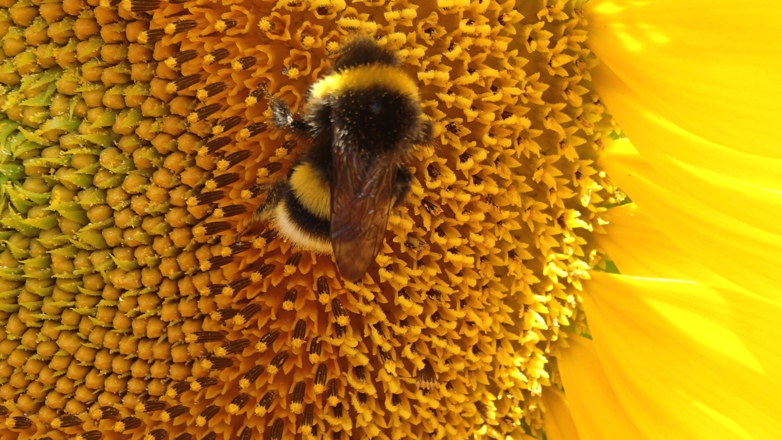 Большой полосатый шмель на цветке подсолнуха