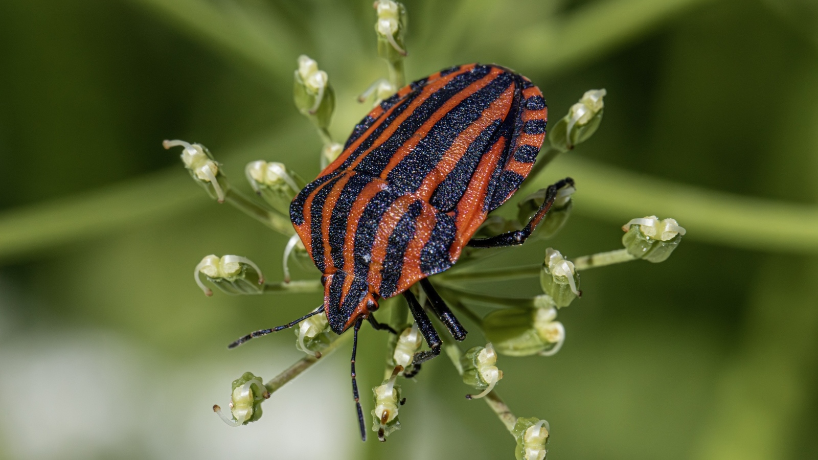 Красный клоп сидит на растении