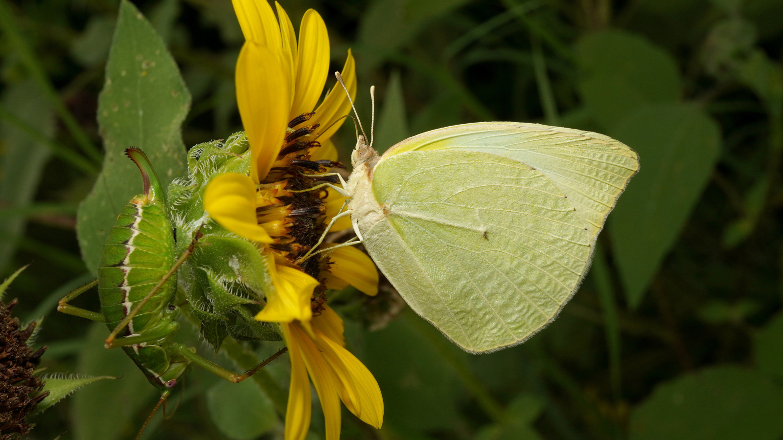 Желтая бабочка на цветке подсолнуха 