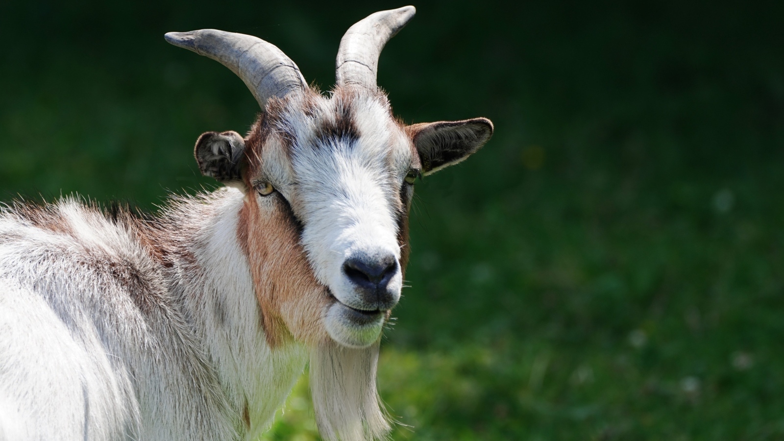 Домашний козел с большой бородой