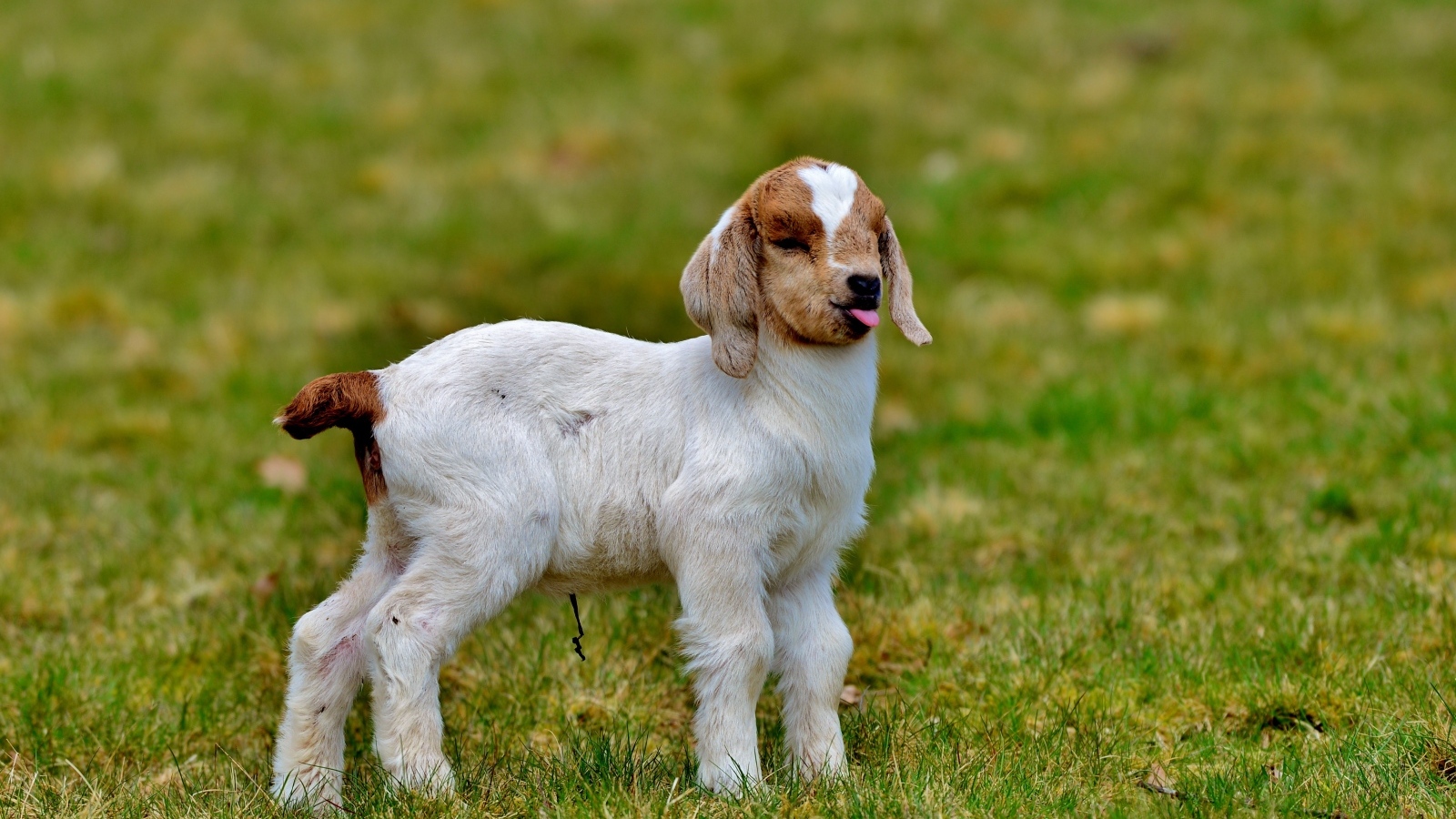 Маленький козленок на зеленой траве