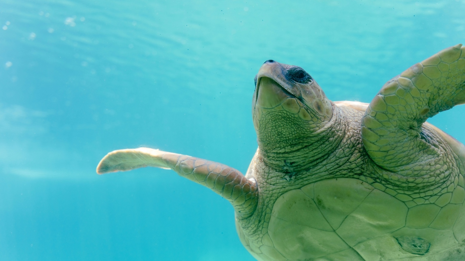 Большая черепаха плывет под водой