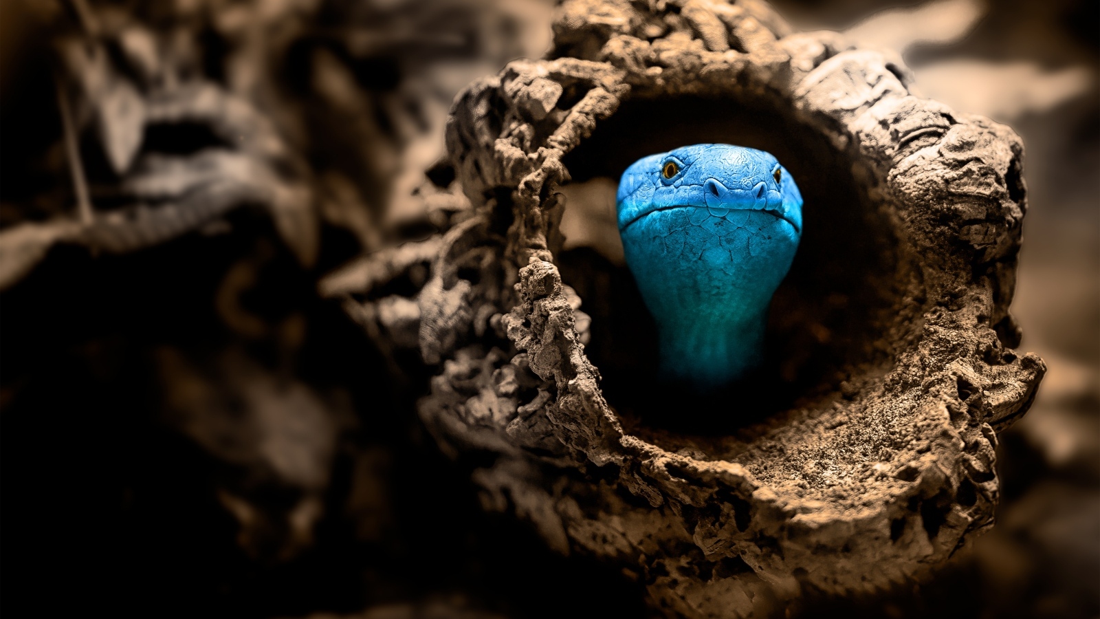 Голубая змея прячется в коряге