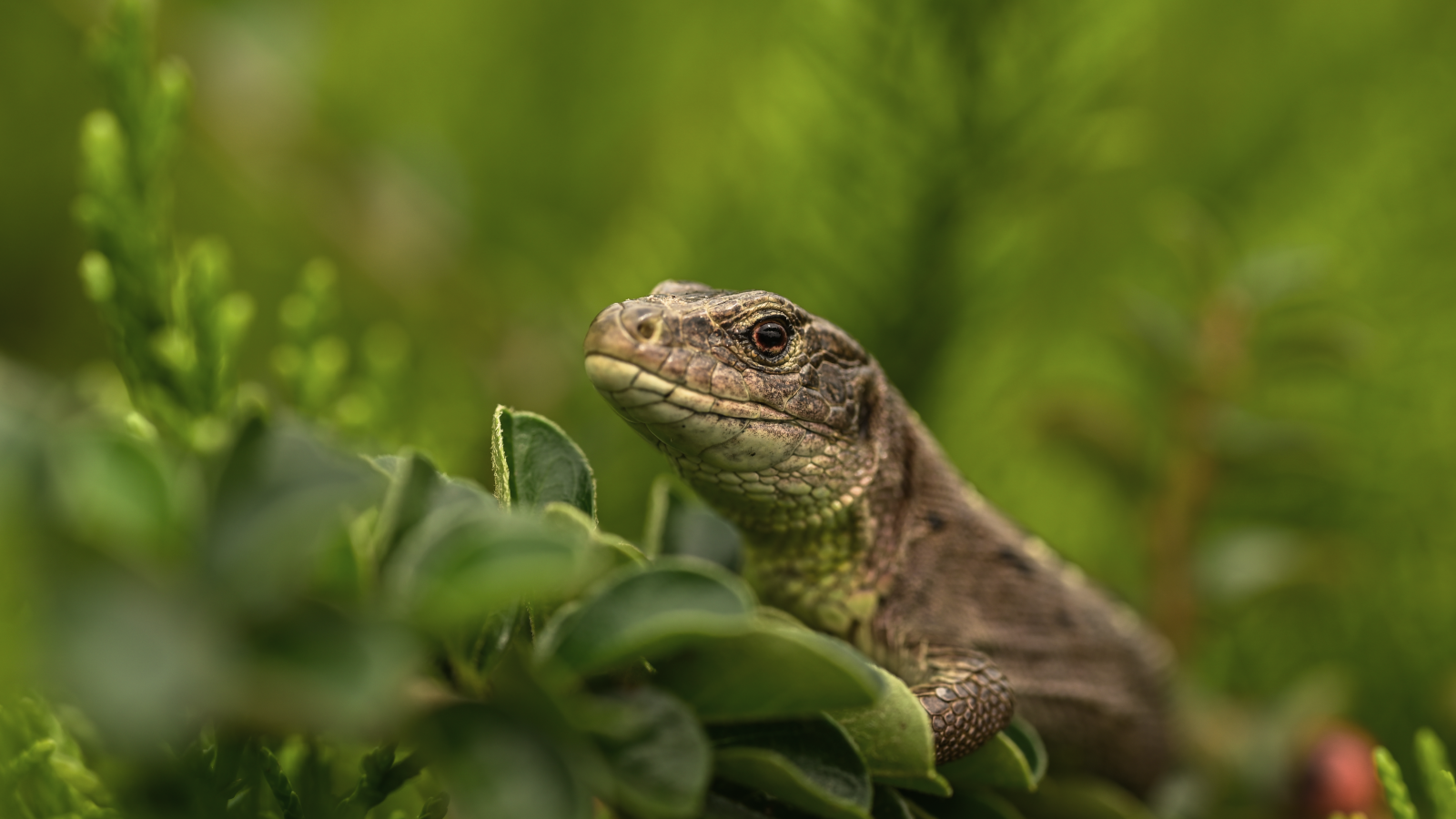 Большая серая ящерица в зеленых листьях 