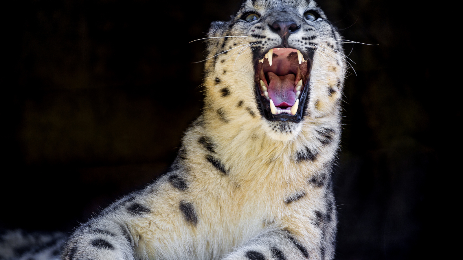 Ирбис с открытой пастью лежит на камне